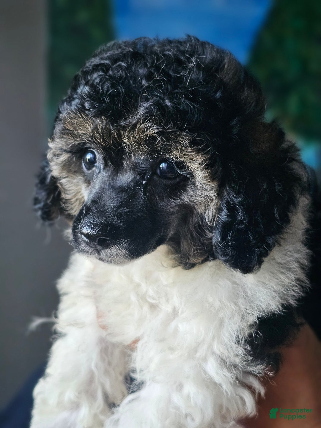 Toy Poodle dogs for sale: Devine - Ad 3