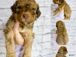 Saint Berdoodles dogs Lachlan - Standard F1b - Ad 8