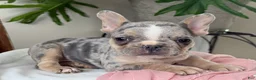 French Bulldog dogs for sale: Willow - Ad 9
