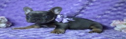 French Bulldog dogs for sale: French Bulldog AKC Health Tested Parents 3 - Ad 4