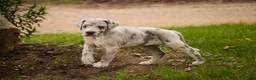 Great Dane dogs for sale: Beatrice Great Dane  - Ad 5