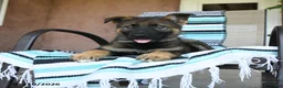 German Shepherd dogs for sale: Gunther - Ad 4