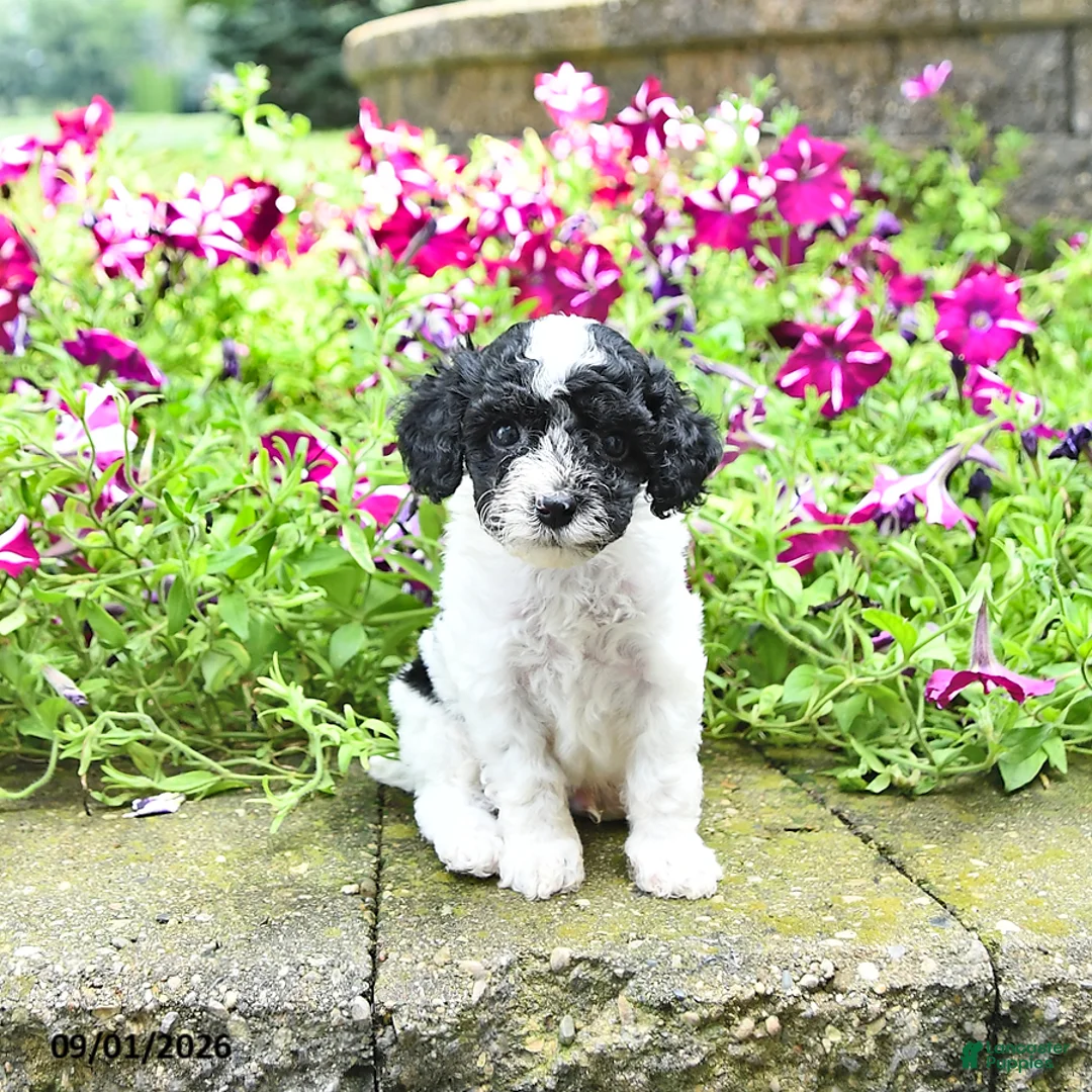 Toy Poodle dogs for sale: Mike    EXTRA SMALL - Ad 1