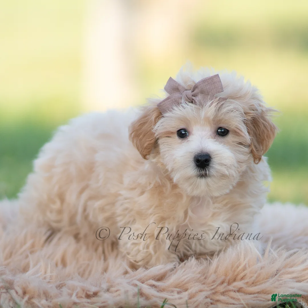 Maltipoo dogs for sale: archie - Ad 2