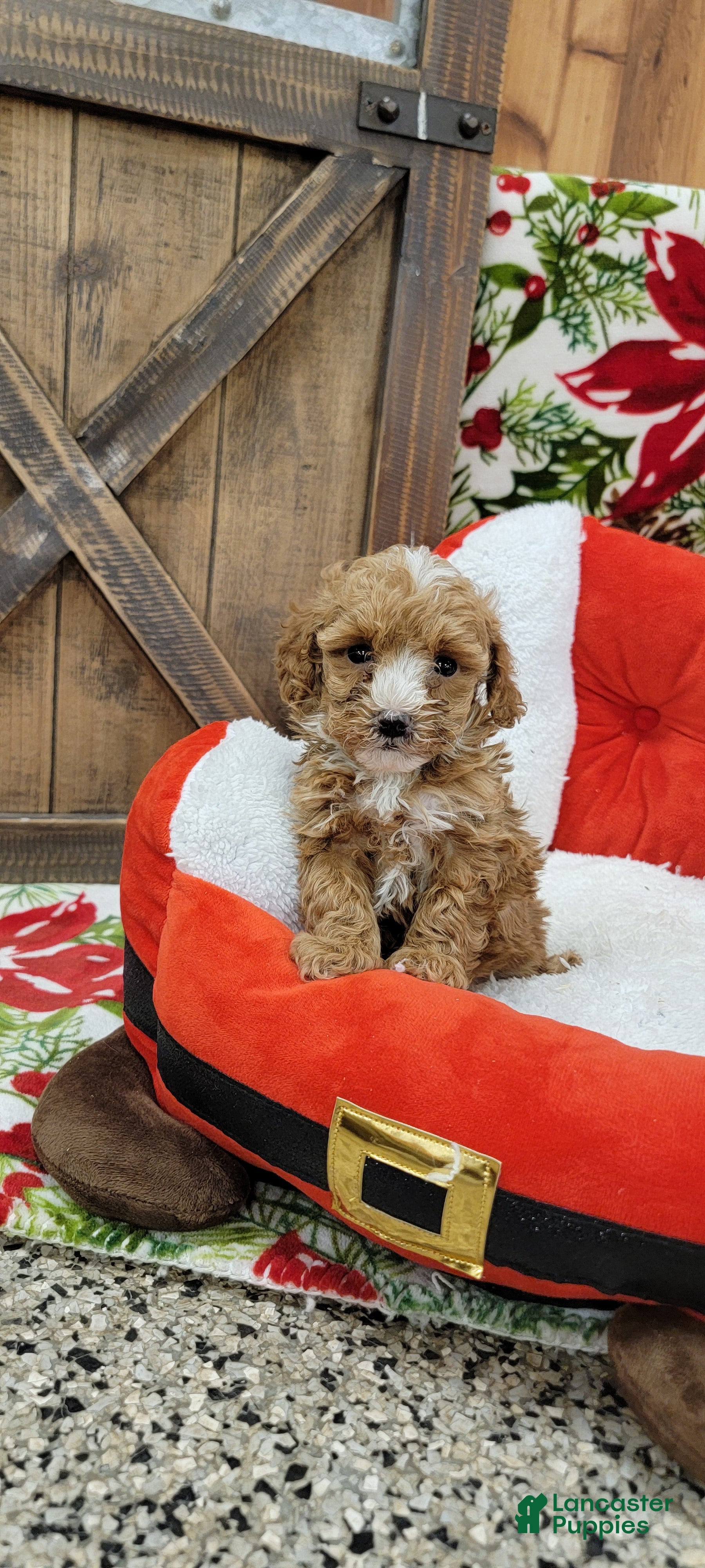 Toy Poodle dogs Moses - Ad 32