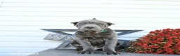 Cane Corso dogs for sale: Parker - Ad 10