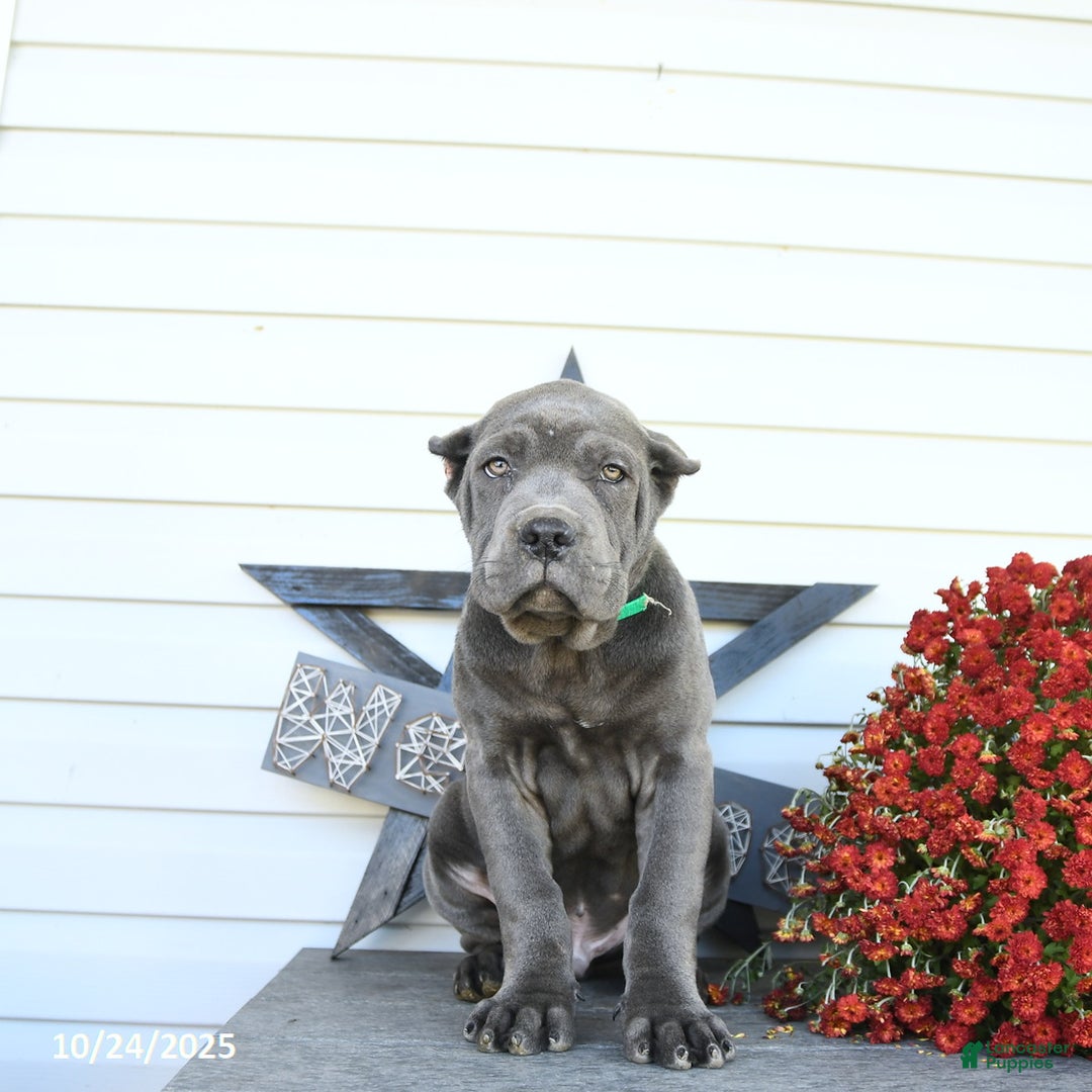 Cane Corso dogs for sale: Parker - Ad 10