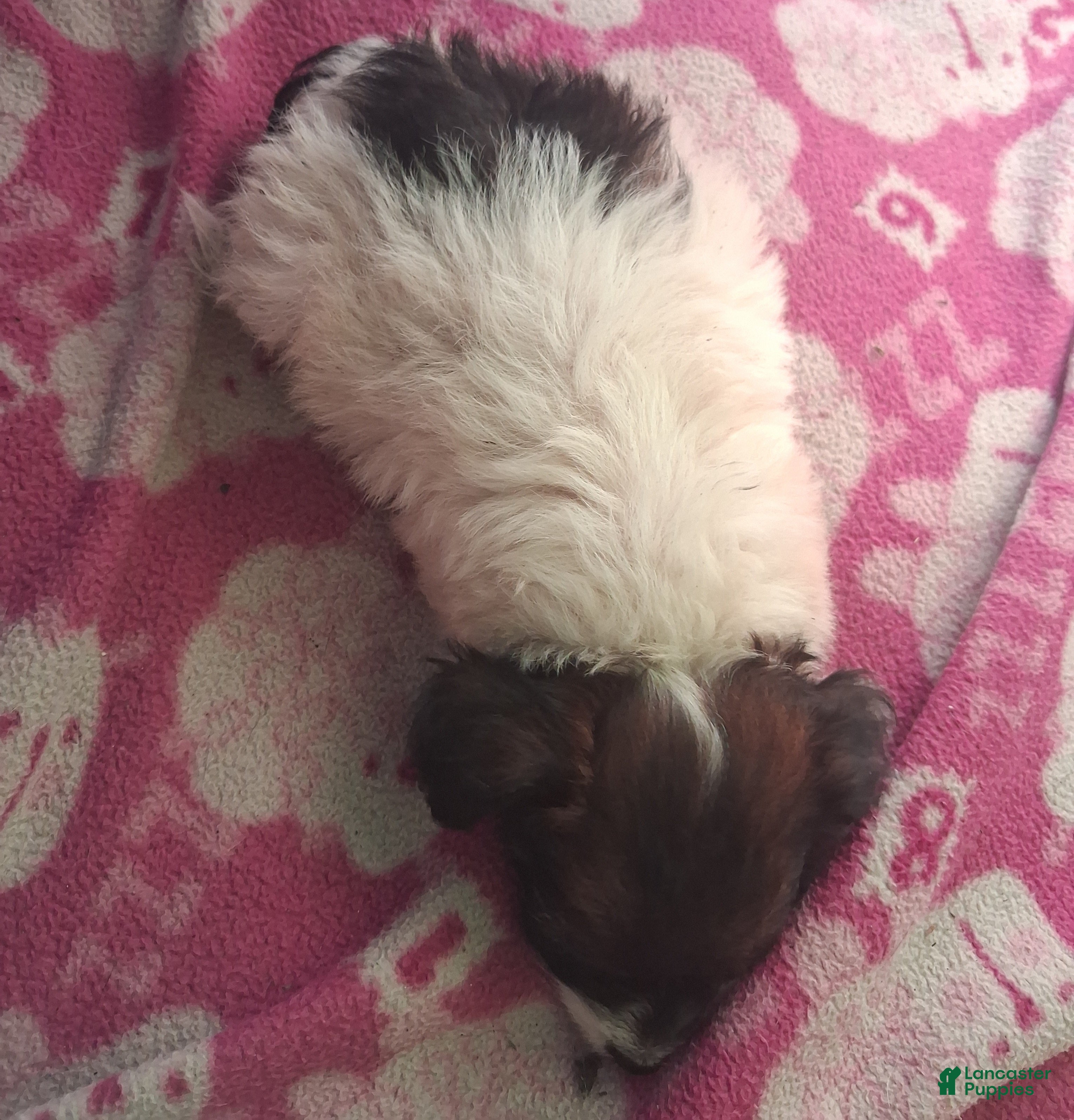 Mixed Breed dogs for sale:  Chipoo1 - Ad 20