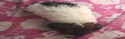 Mixed Breed dogs for sale:  Chipoo1 - Ad 1