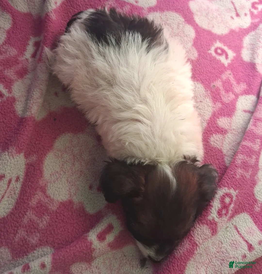 Mixed Breed dogs for sale:  Chipoo1 - Ad 1