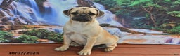 Pug dogs for sale: Sparky - Ad 6