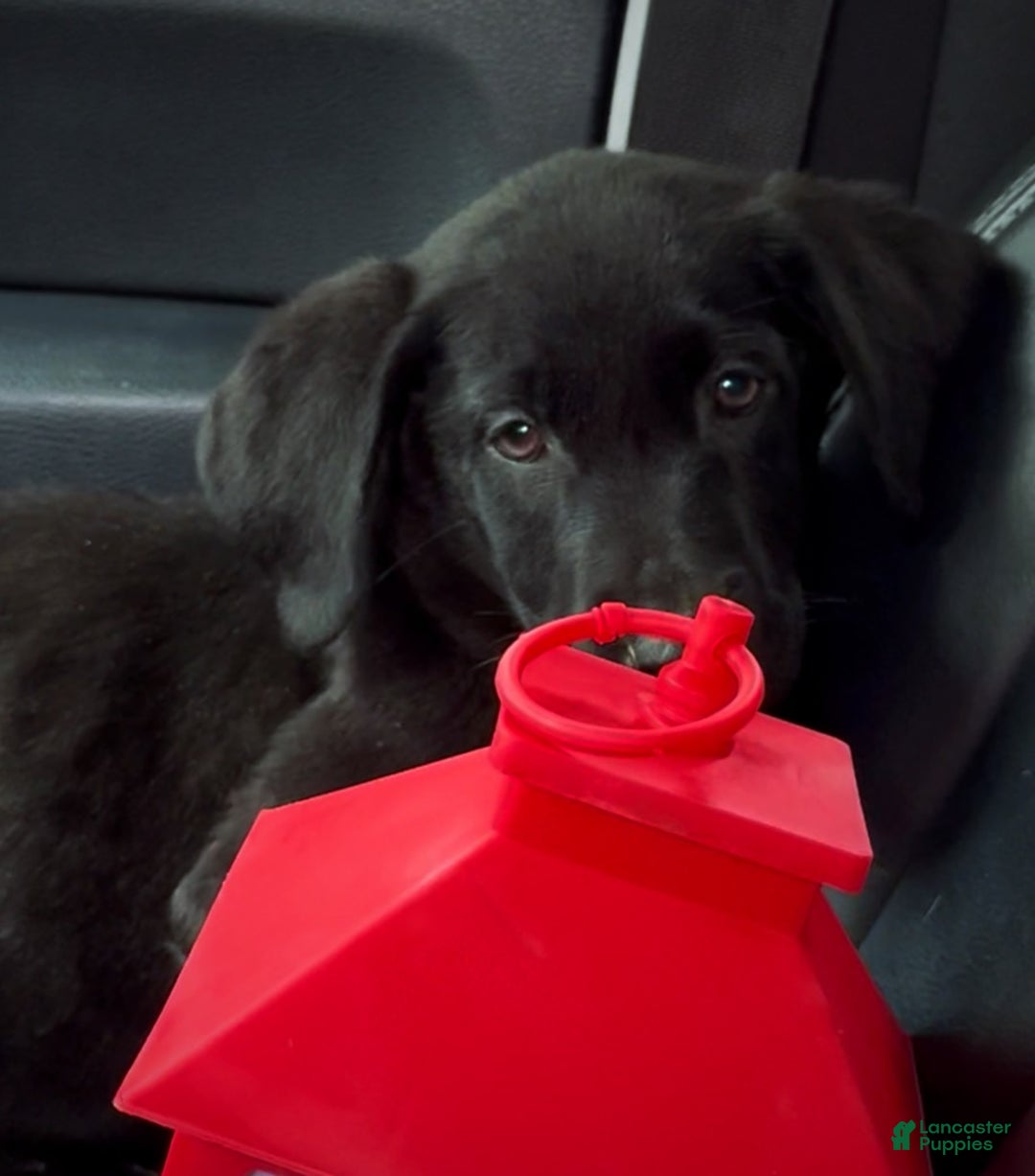 Labrador Retriever dogs for sale: Labrador Retriever Puppy 1 - Ad 8