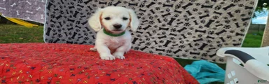 little Bean