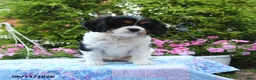 Cavalier King Charles Spaniel dogs for sale: Athena - Ad 3