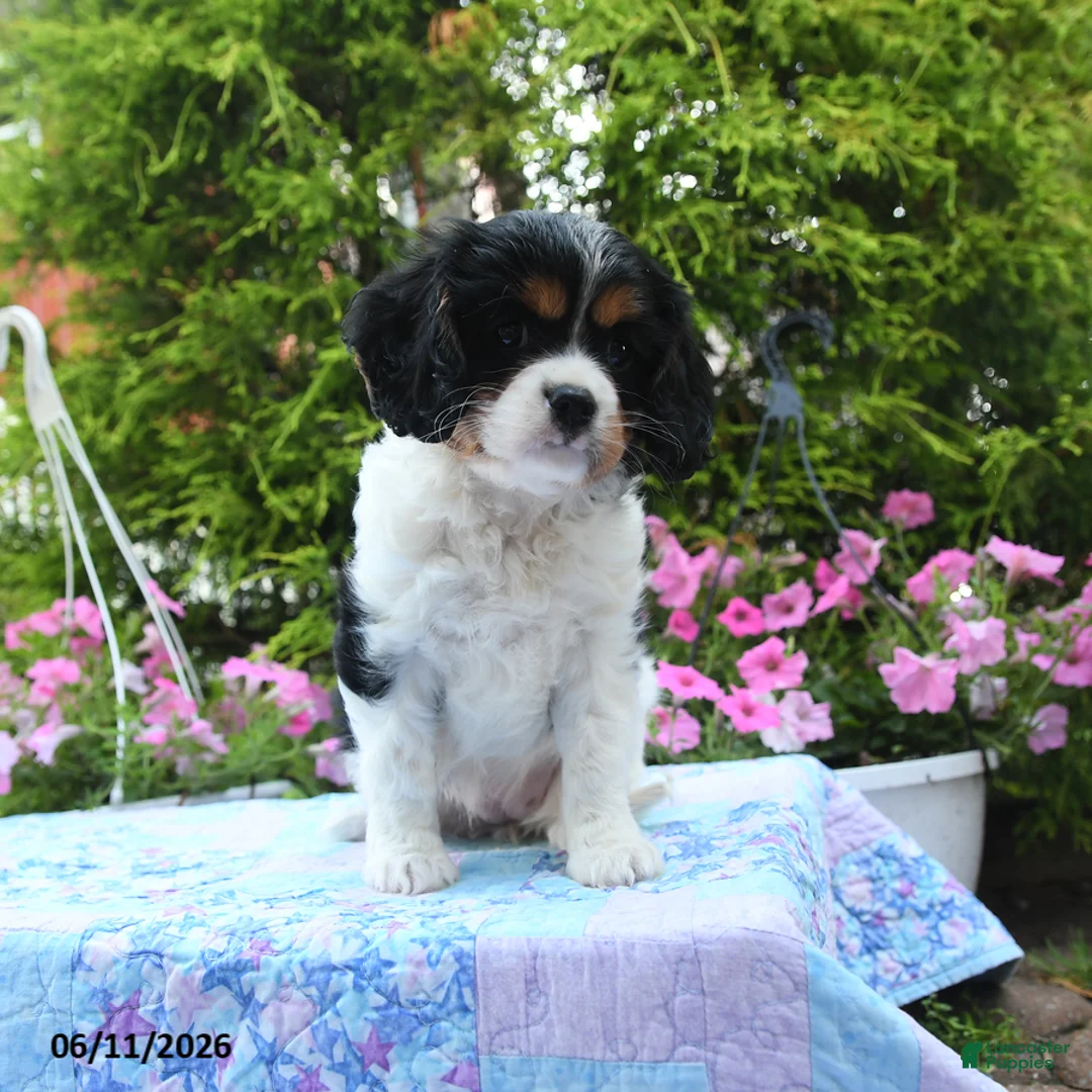 Cavalier King Charles Spaniel dogs for sale: Athena - Ad 3