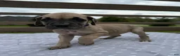 Great Dane dogs for sale: Ditalini (Purple) - Ad 5