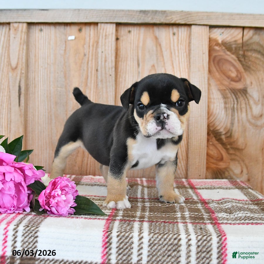 Dozer