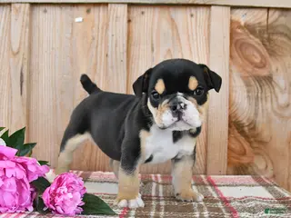 English Bulldog dogs for sale: Dozer - Ad 2