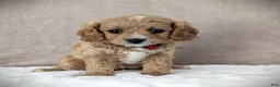 Cavapoo dogs for sale: Sunshine - Ad 3