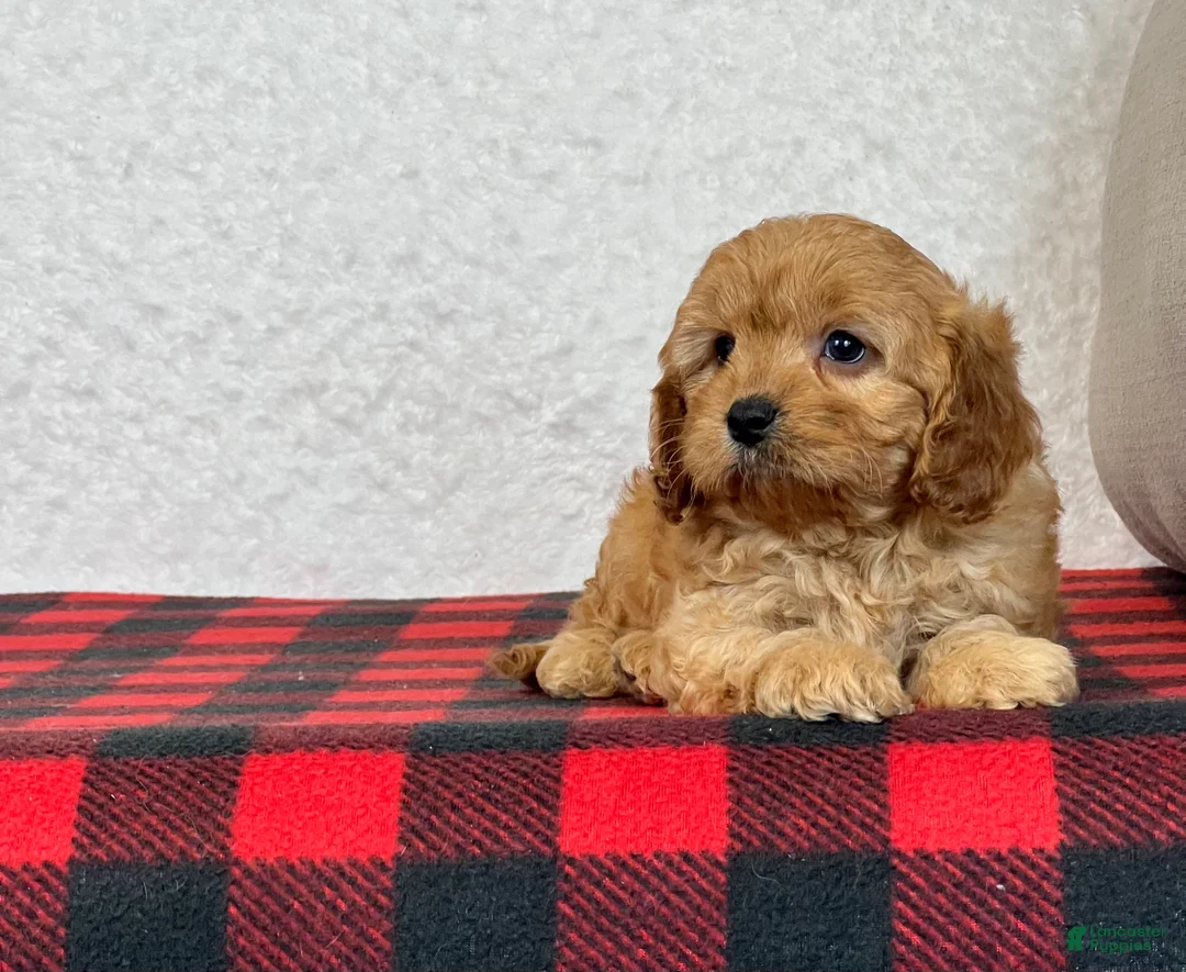Cavapoo dogs for sale: Callie - Ad 2