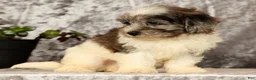 Havapoo dogs for sale: Snickers - Ad 7