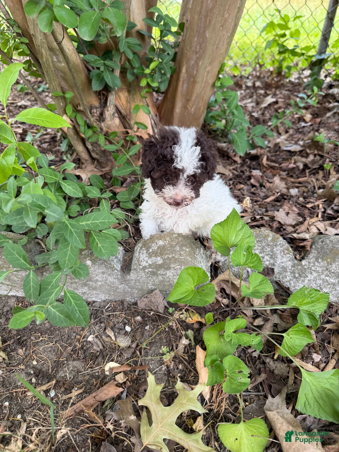 Toy Poodle dogs for sale: Lucy - Ad 2