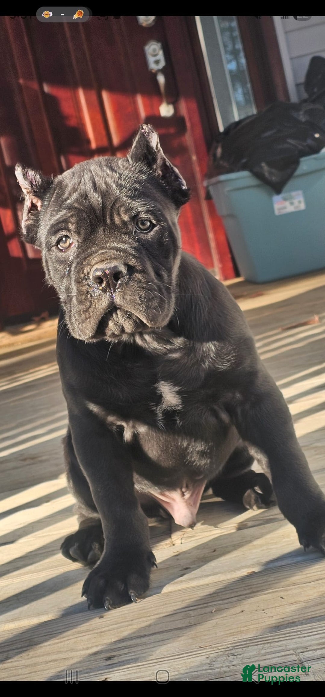 Cane Corso dogs for sale: ZEUS - Ad 12