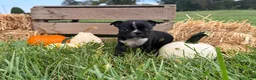 Boston Terrier dogs for sale: Diesel - Ad 4