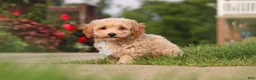 Bichpoo dogs for sale: Brady - Ad 5