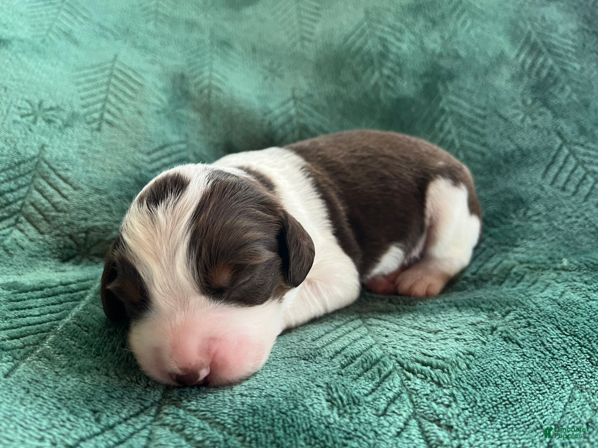 English Springer Spaniel dogs English Springer Spaniel Puppy - Sugar - Ad 22