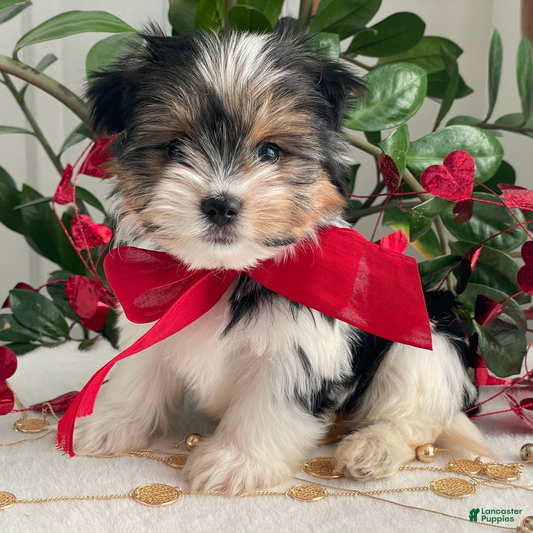 Biewer Terrier dogs for sale: Chico - Ad 4
