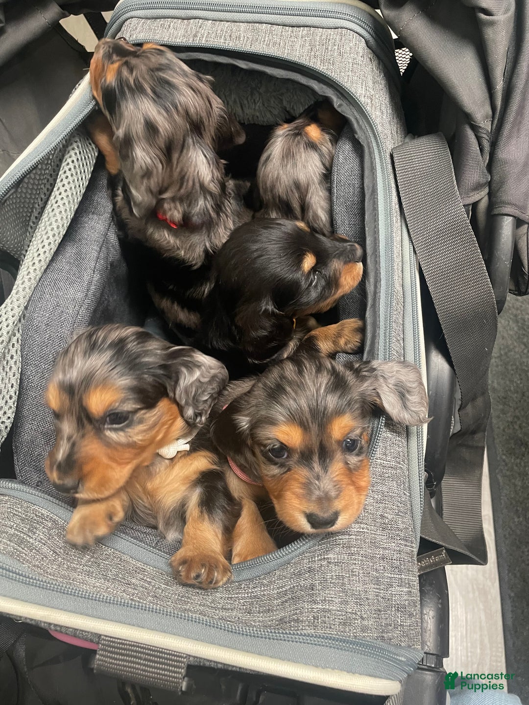 Dachshund dogs for sale: Dachshund Puppy 2 - Ad 4