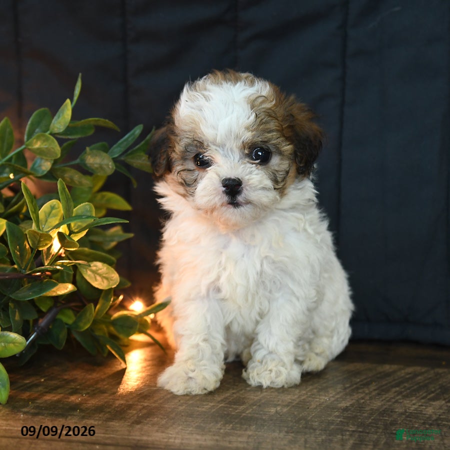Mixed Breed dogs Marble - Ad 1