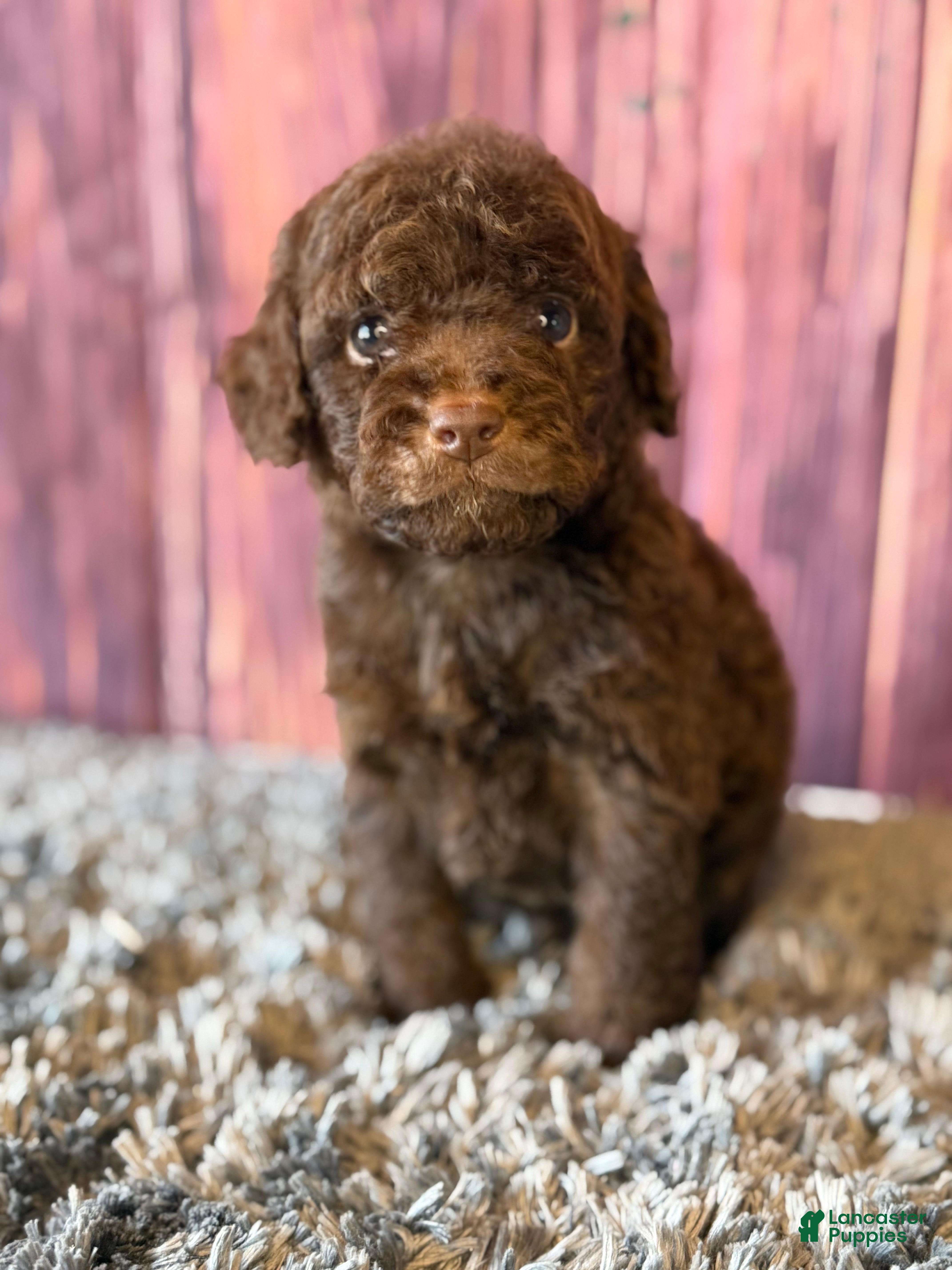 Cockapoo dogs Nico - Ad 1