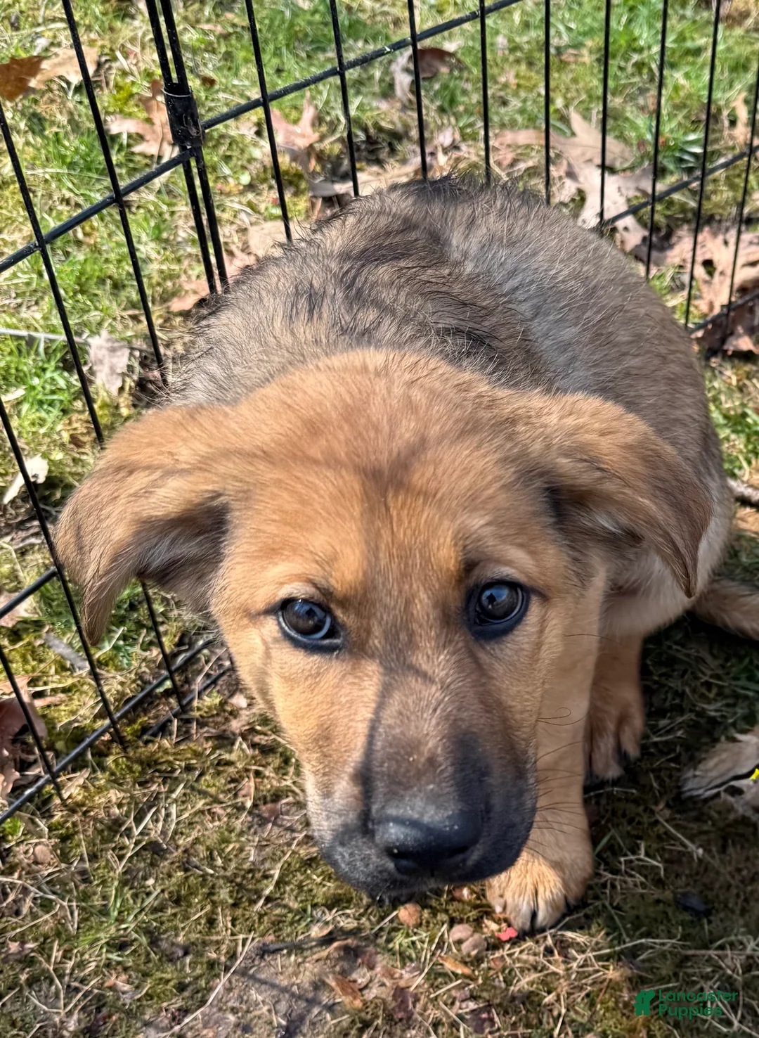 German Shepherd dogs for sale: German Shepherd Puppy 2 - Ad 1