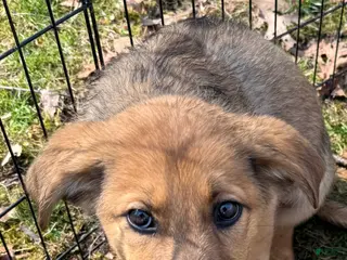 German Shepherd dogs for sale: German Shepherd Puppy 2 - Ad 3