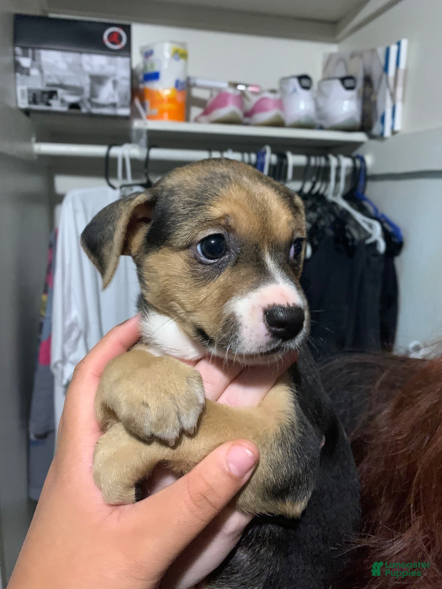 Mixed Breed dogs Aurora - Ad 29