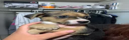 Mixed Breed dogs for sale: Aurora - Ad 1