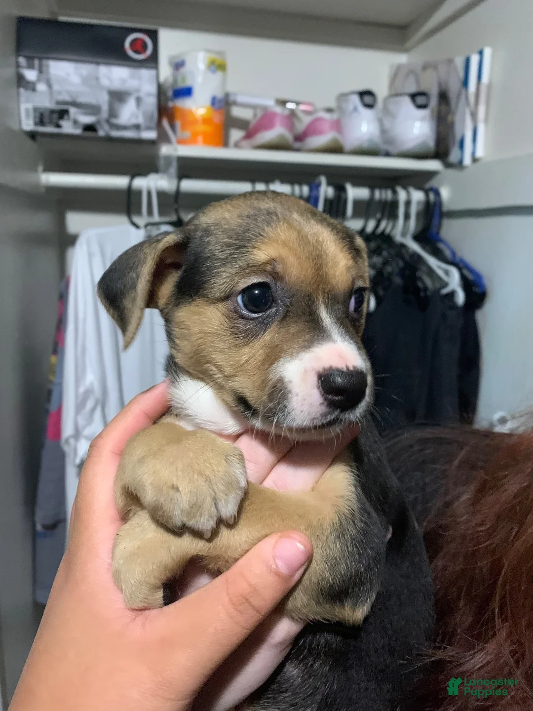 Mixed Breed dogs for sale: Aurora - Ad 1