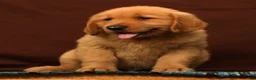 Golden Retriever dogs for sale: Tyler - Ad 6