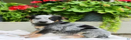 Australian Cattle Dog dogs for sale: Charlie  - Ad 5
