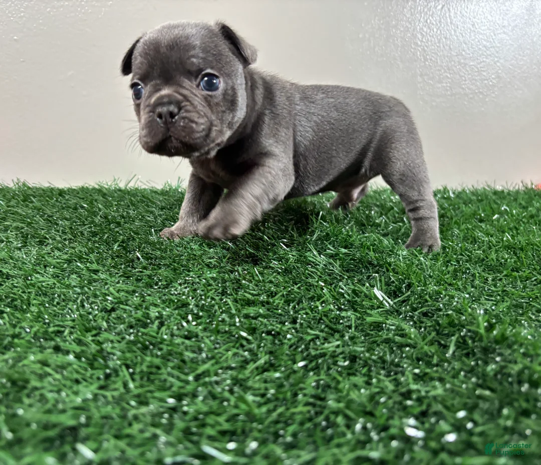 French Bulldog dogs for sale: Dash - Ad 3