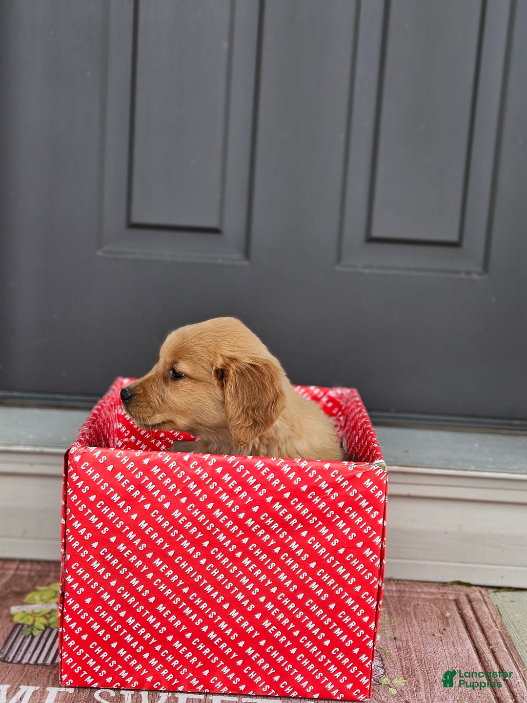 Golden Retriever dogs for sale: Cooper - Ad 6