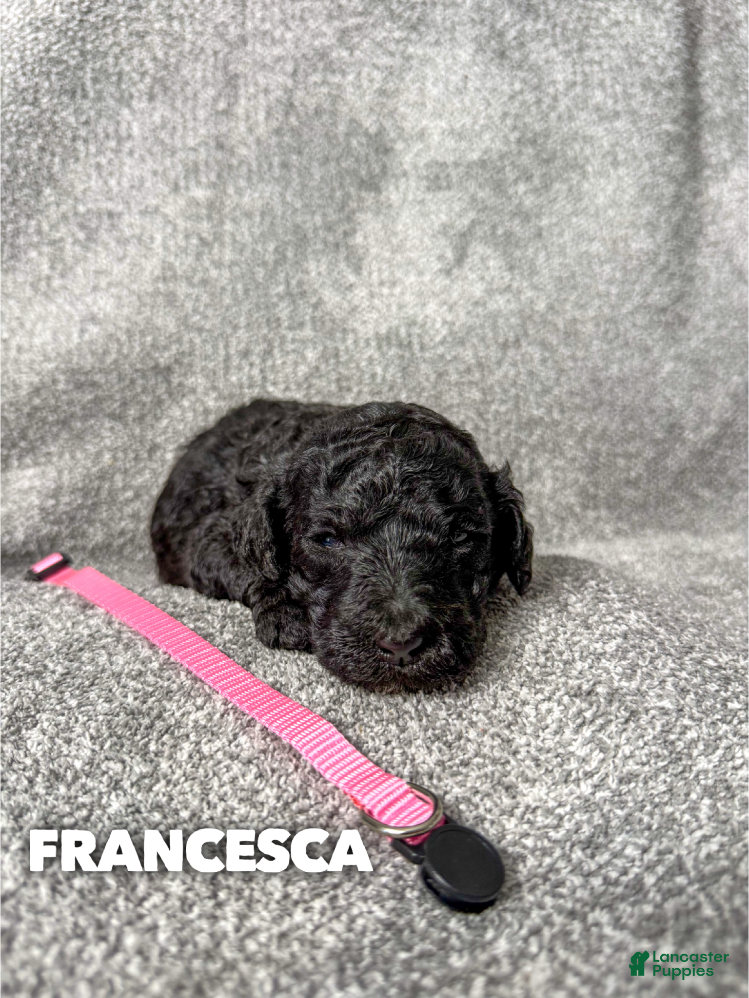 Standard Poodle dogs Francesca - AKC - Ad 37