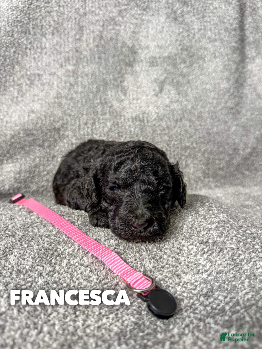 Standard Poodle dogs for sale: Francesca - AKC - Ad 1