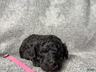 Standard Poodle dogs Francesca - AKC - Ad 37