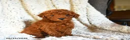 Toy Poodle dogs for sale: Snickers - Ad 3