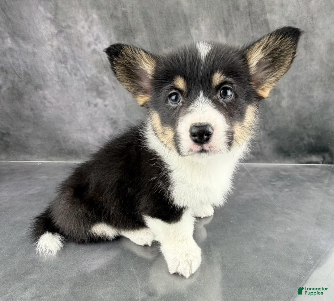 Welsh Corgi Pembroke dogs for sale: Penny Tailed Baby ❤️ - Ad 4