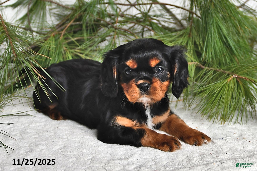 Cavalier King Charles Spaniel dogs for sale: Autumn - Ad 2