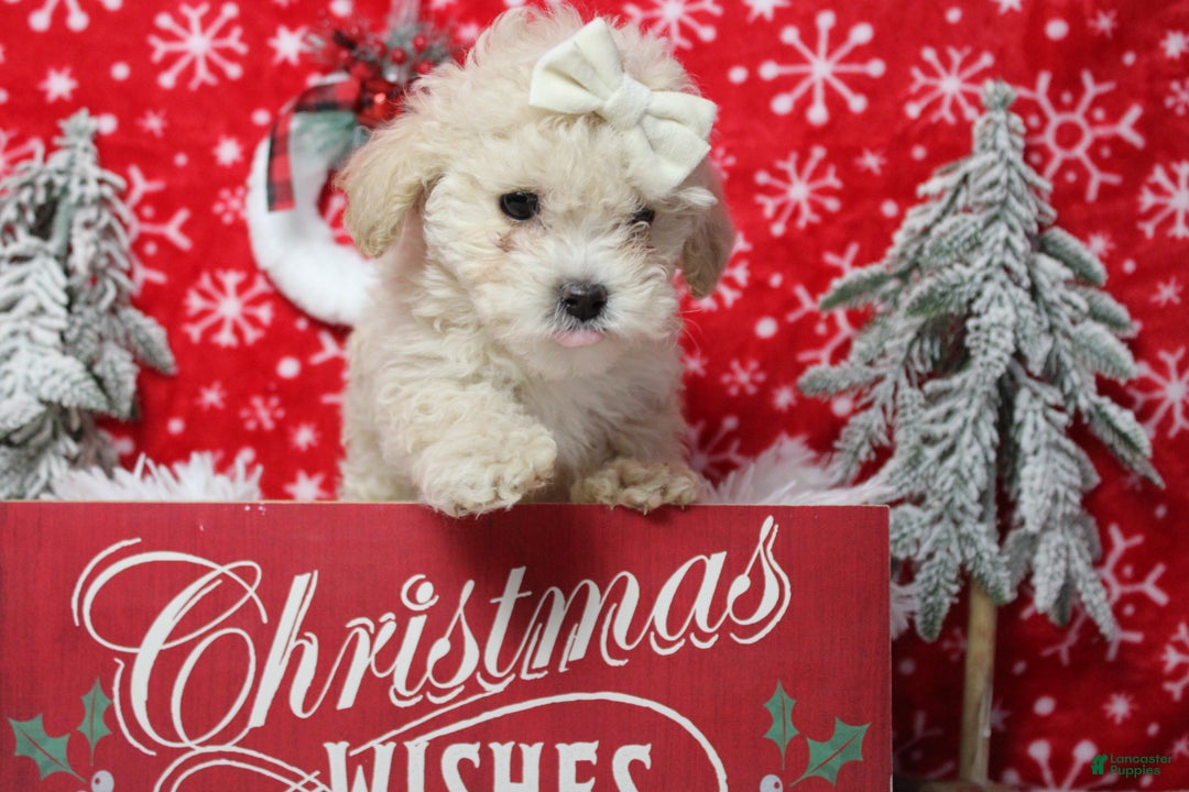 Havapoo dogs for sale: Cha Cha  - Ad 3